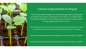 Как правильно формировать огурцы: пошаговая инструкция в ОБИ